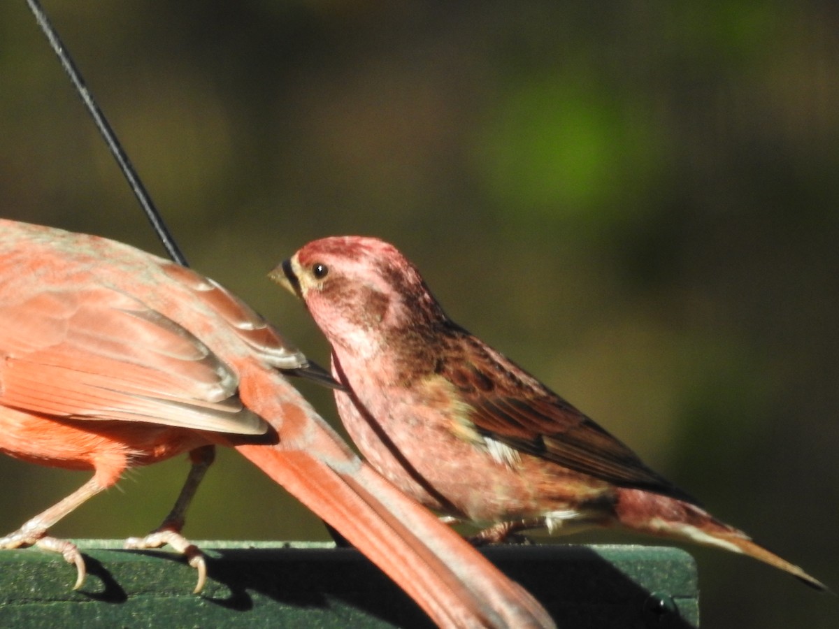 Purple Finch - ML626131155