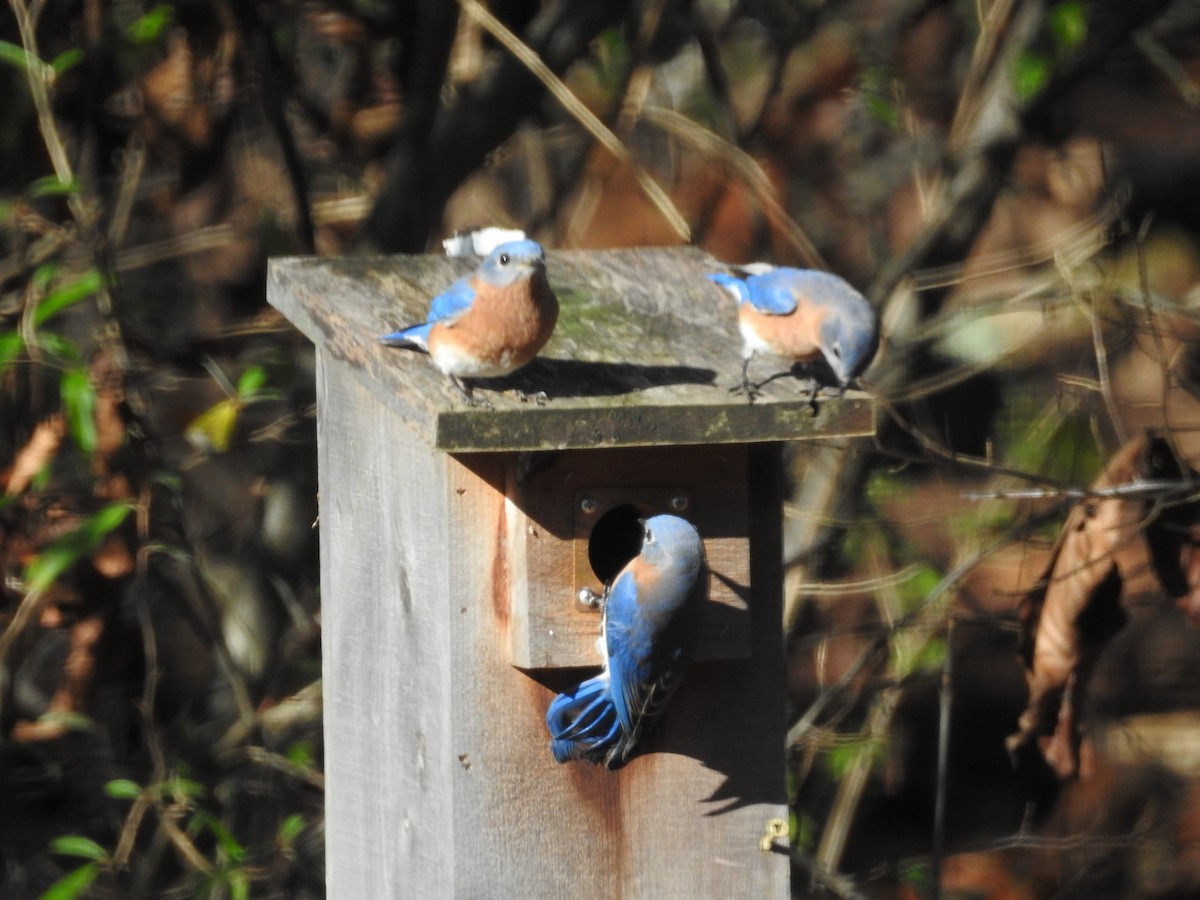 Eastern Bluebird - ML626131174