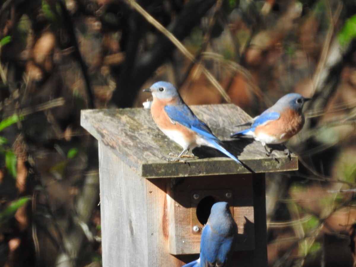 Eastern Bluebird - ML626131175