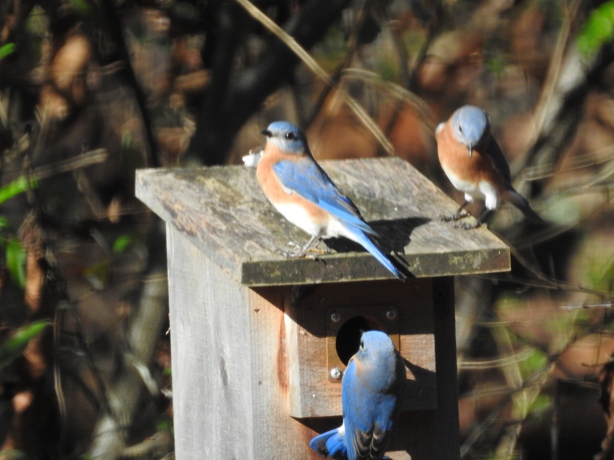 Eastern Bluebird - ML626131176