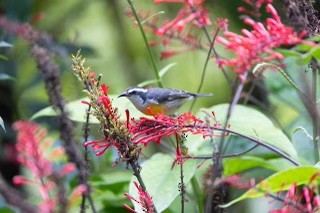 Bananaquit - ML626131196