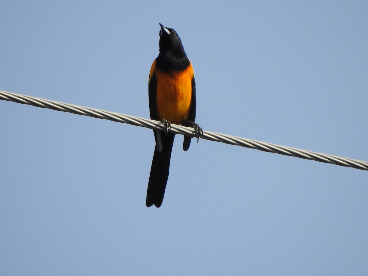 Black-vented Oriole - ML626131227