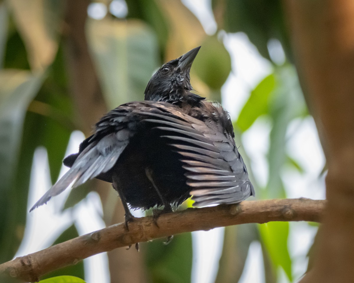 Chopi Blackbird - ML626131280