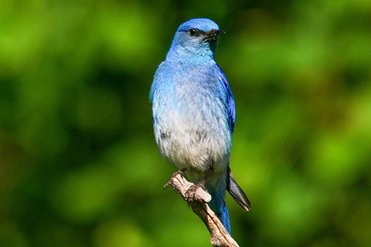 Mountain Bluebird - ML626131301