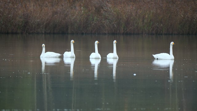 Whooper Swan - ML626131393