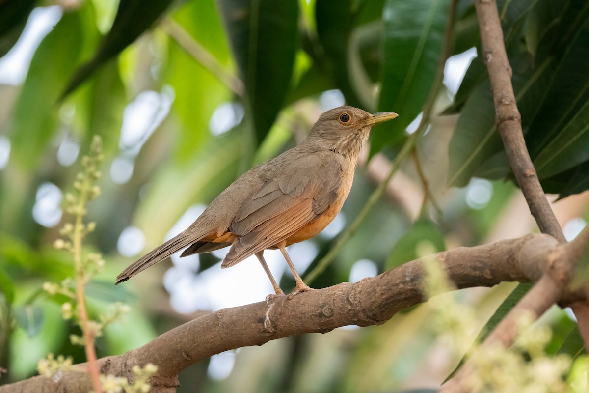 Rufous-bellied Thrush - ML626131412