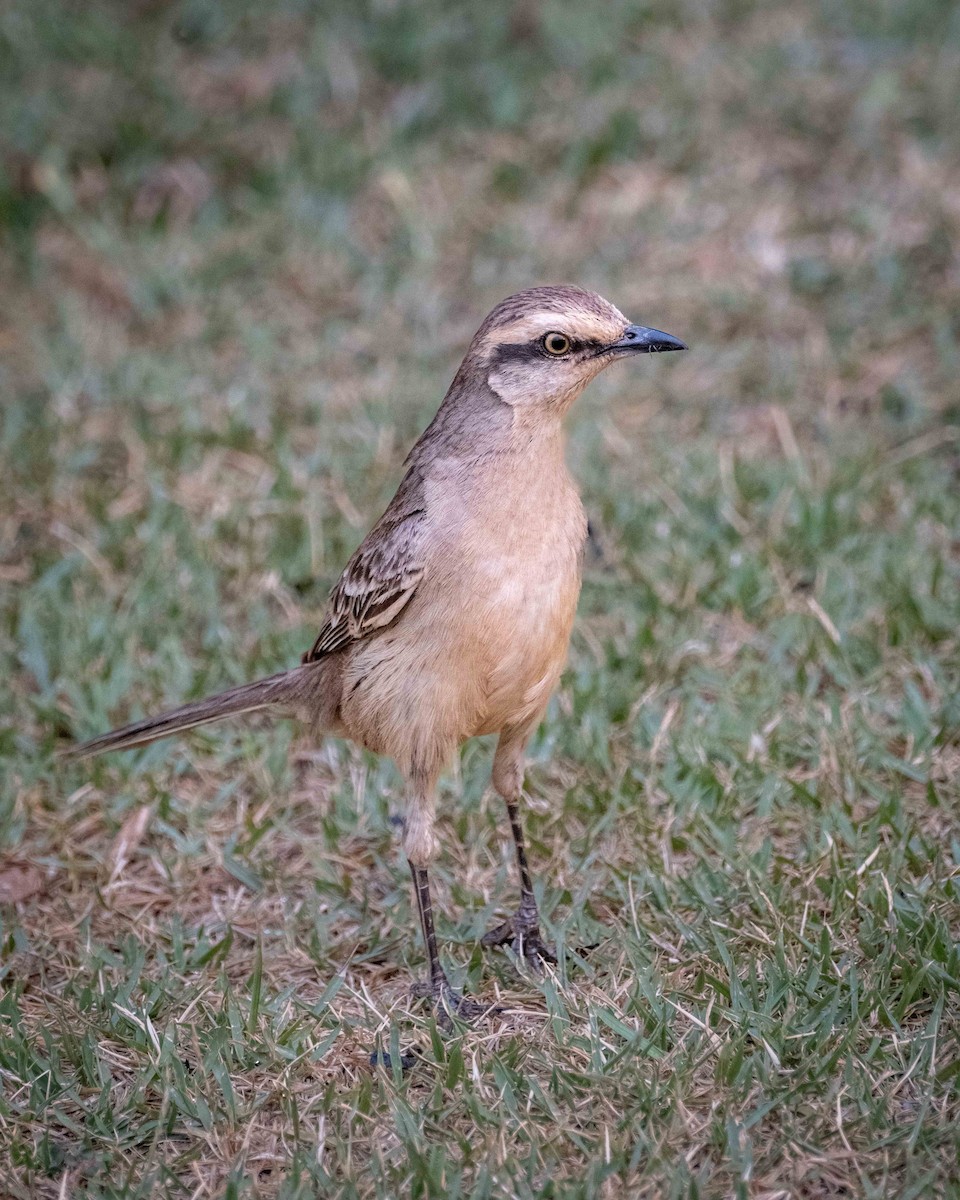 Chalk-browed Mockingbird - ML626131485