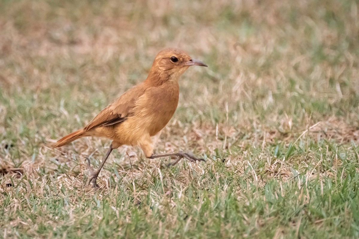 Rufous Hornero - ML626131520