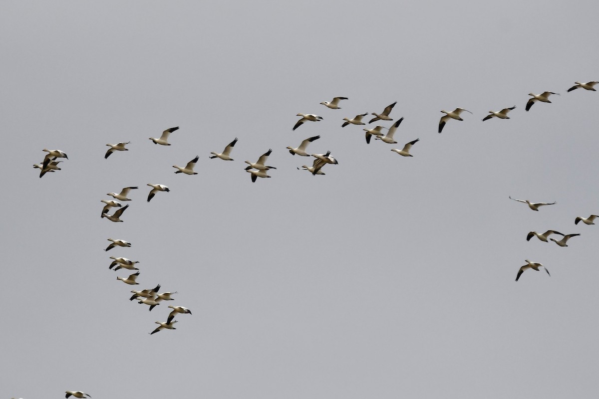 Snow Goose - ML626131540
