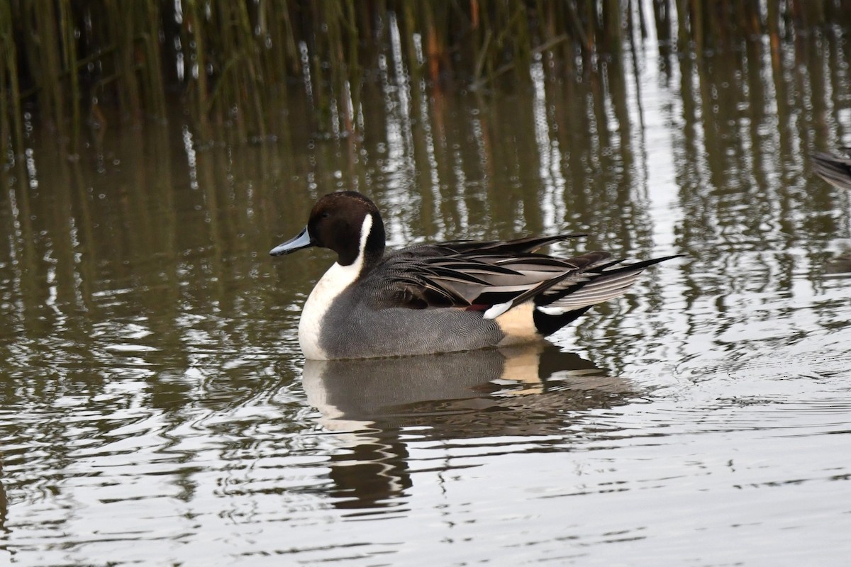 Northern Pintail - ML626131543