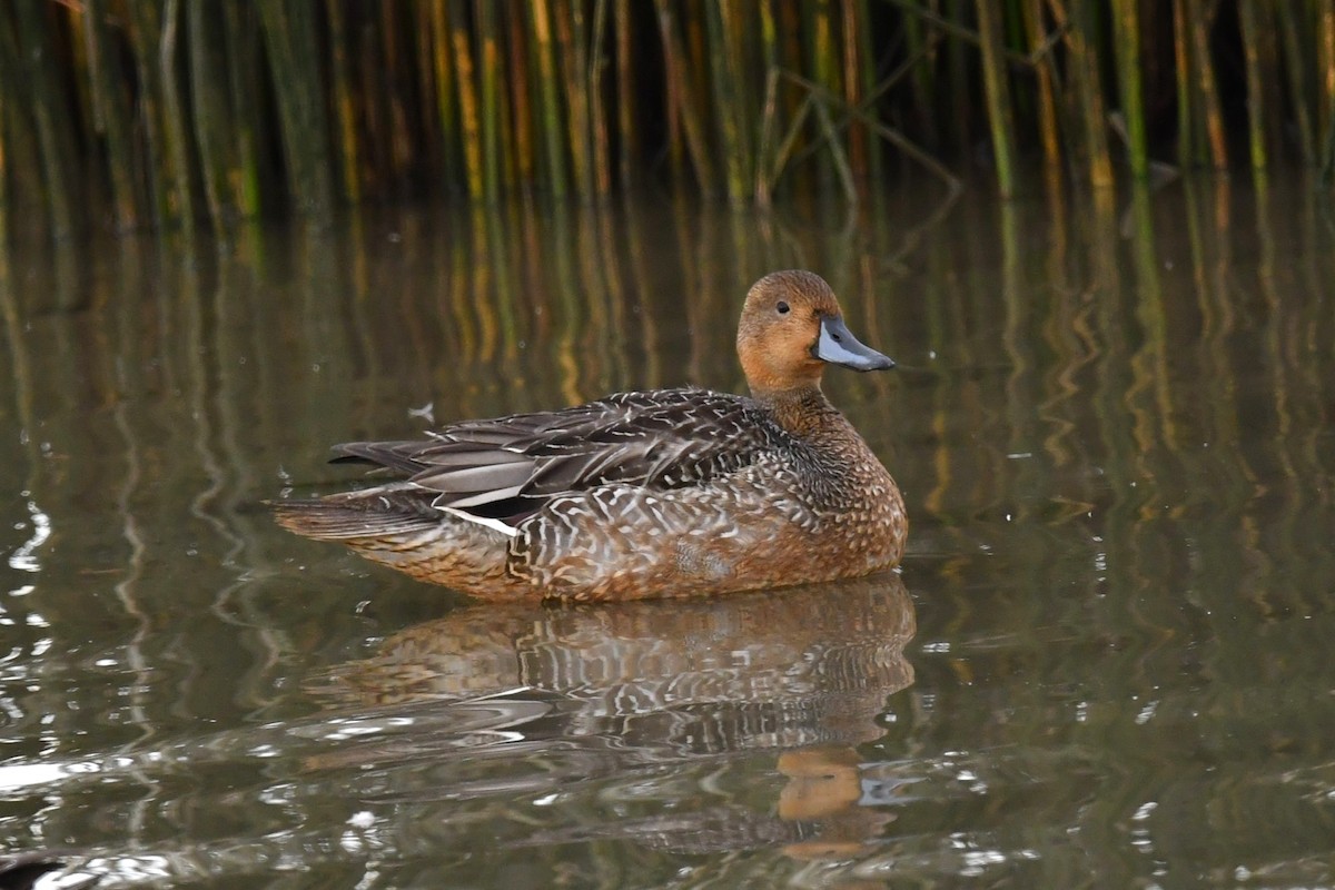 Northern Pintail - ML626131544