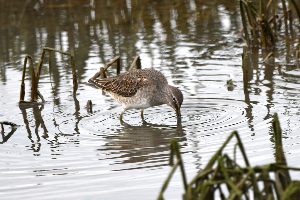 Long-billed Dowitcher - ML626131553