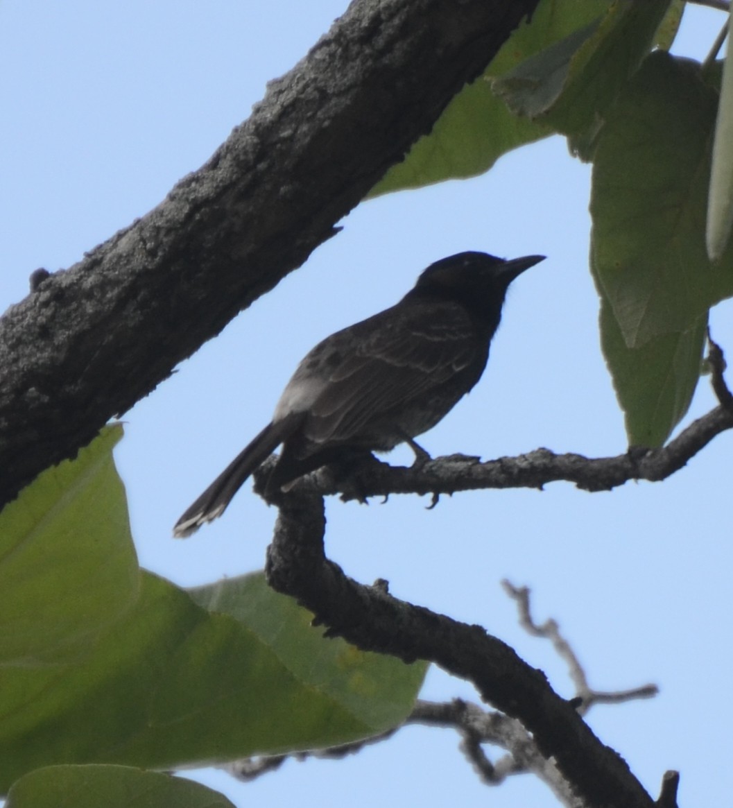 Red-vented Bulbul - ML626131589