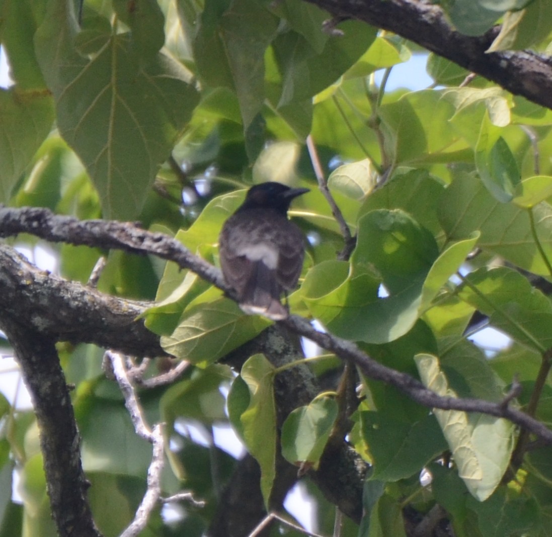 Red-vented Bulbul - ML626131590