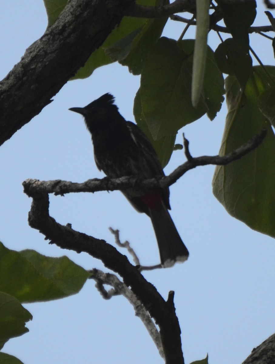 Red-vented Bulbul - ML626131591