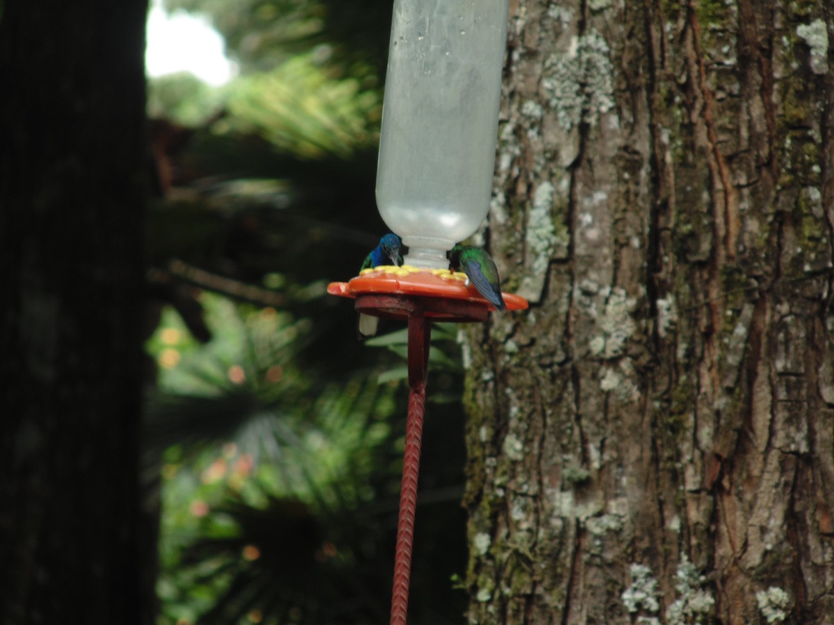 White-necked Jacobin - ML626131678