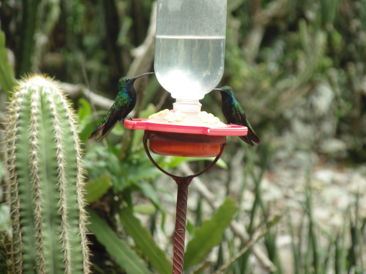 Black-throated Mango - ML626131700