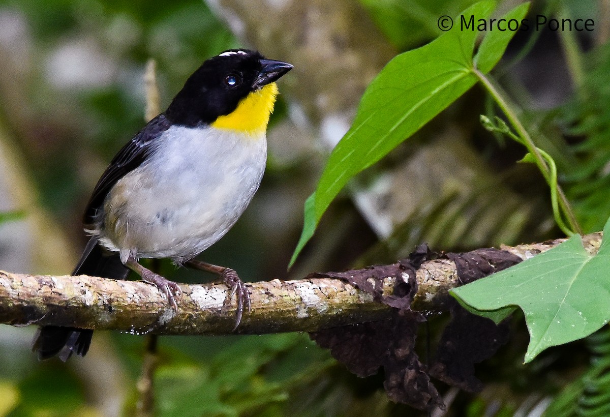 White-naped Brushfinch - ML626131837