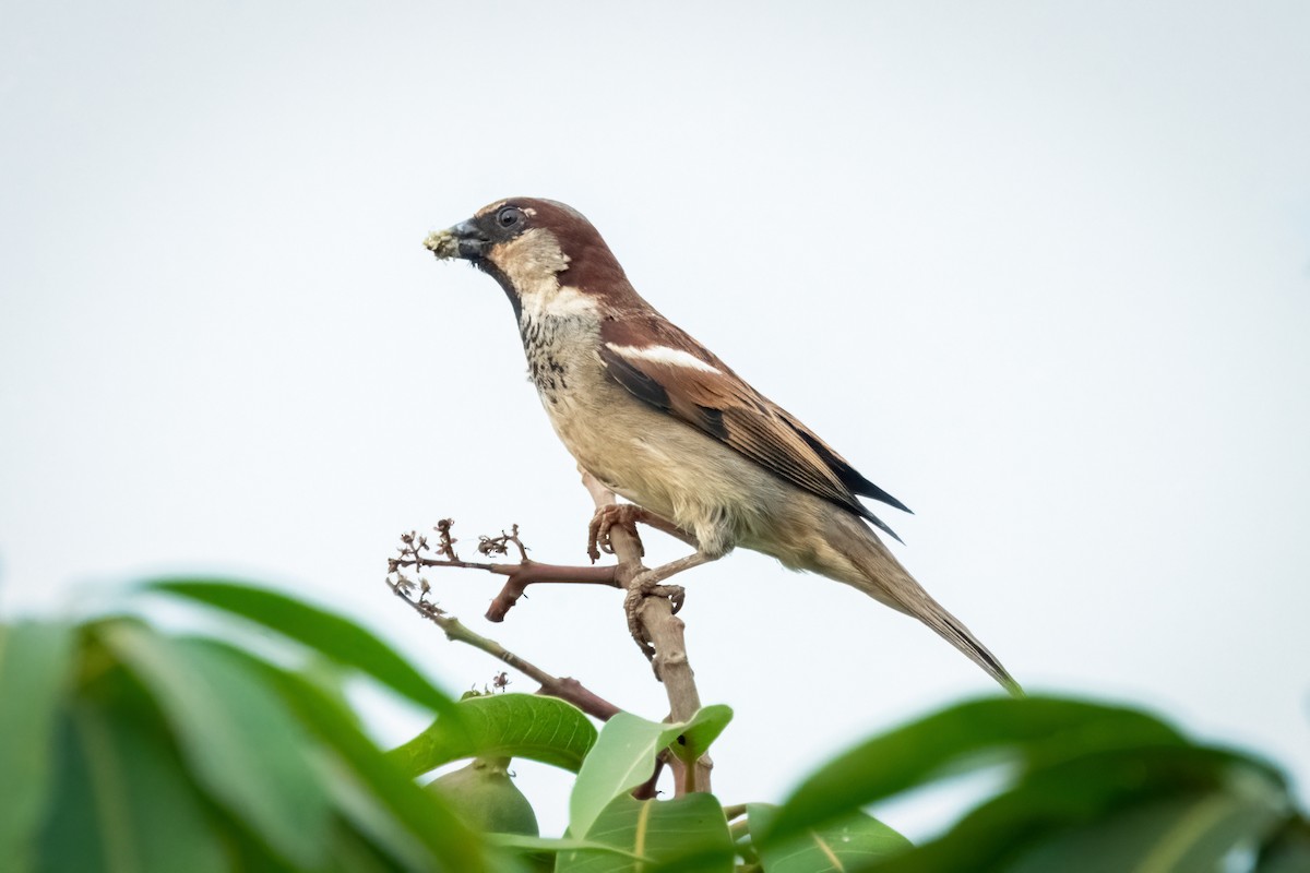 House Sparrow - ML626131893