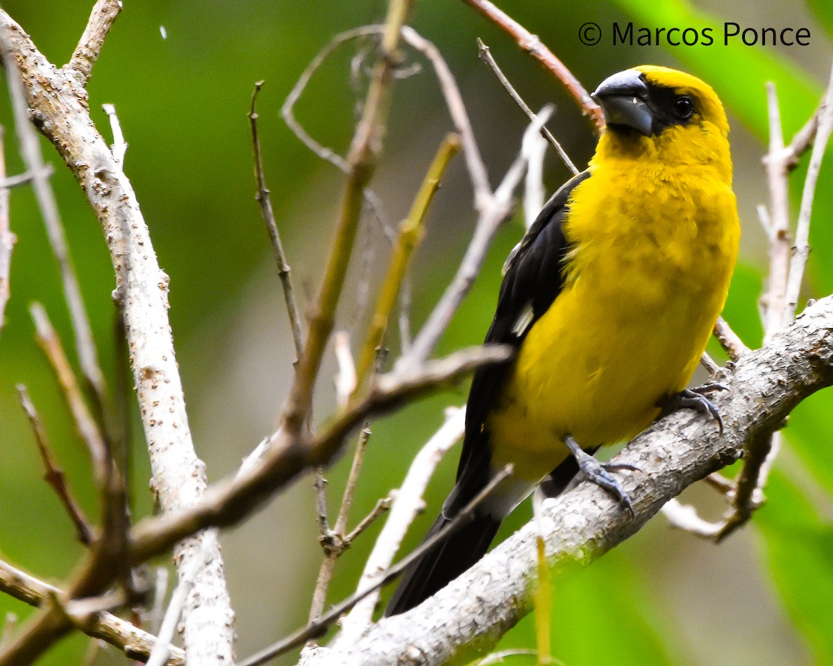 Black-thighed Grosbeak - ML626131916
