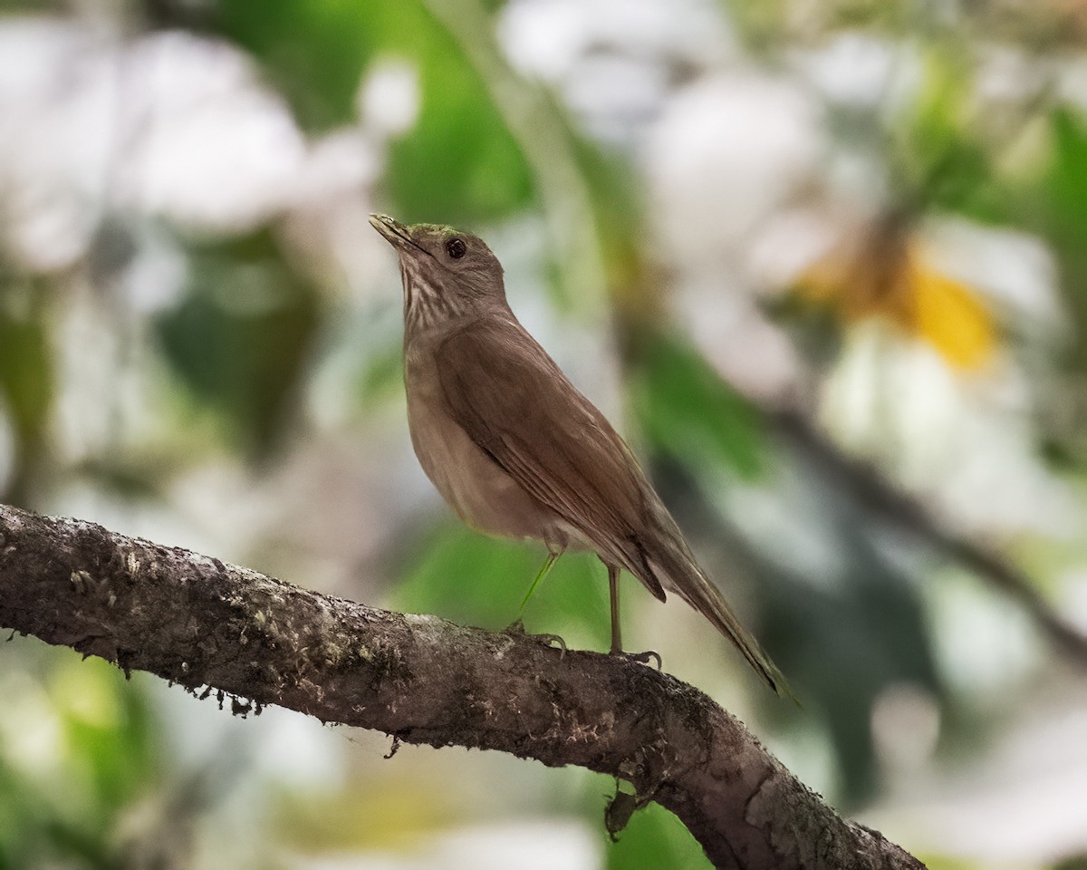 Pale-breasted Thrush - ML626131992