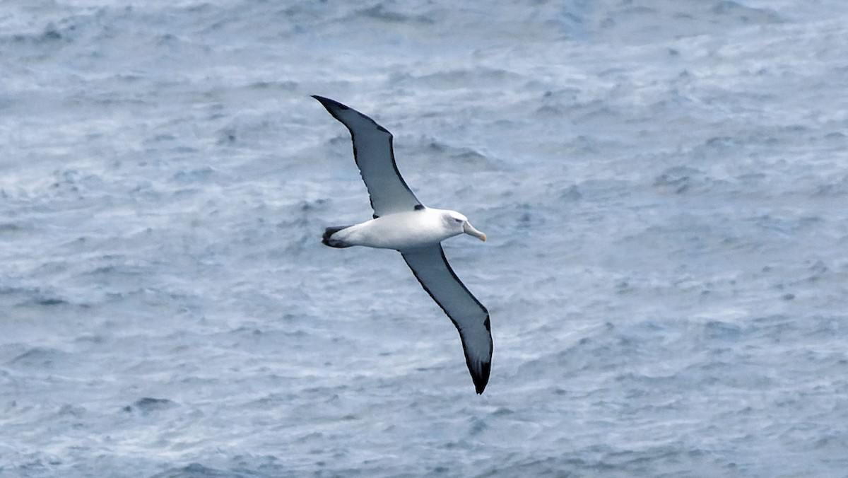 White-capped Albatross - ML626132003