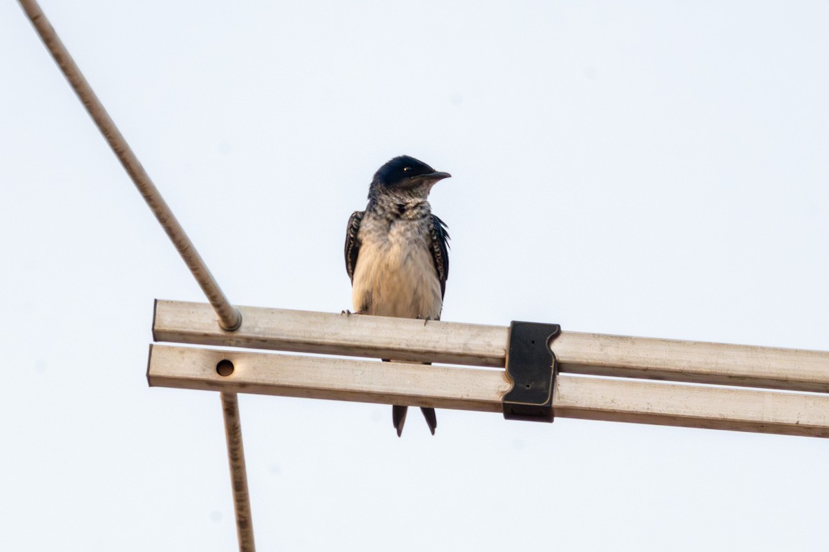 Gray-breasted Martin - ML626132192