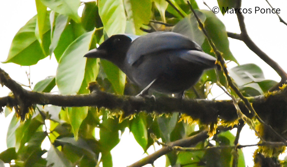 Azure-hooded Jay - ML626132210