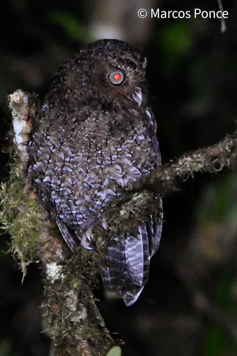Bare-shanked Screech-Owl - ML626132217