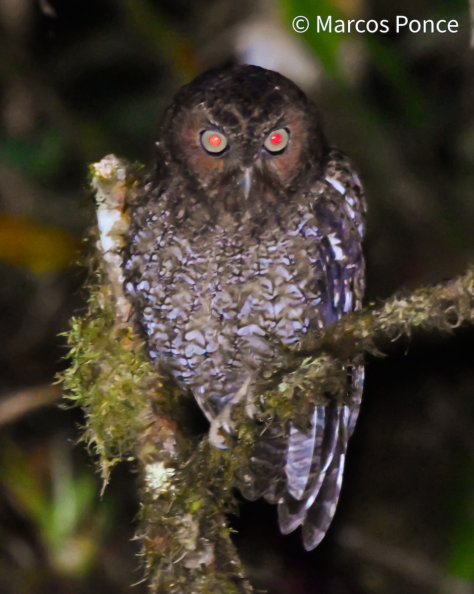 Bare-shanked Screech-Owl - ML626132218