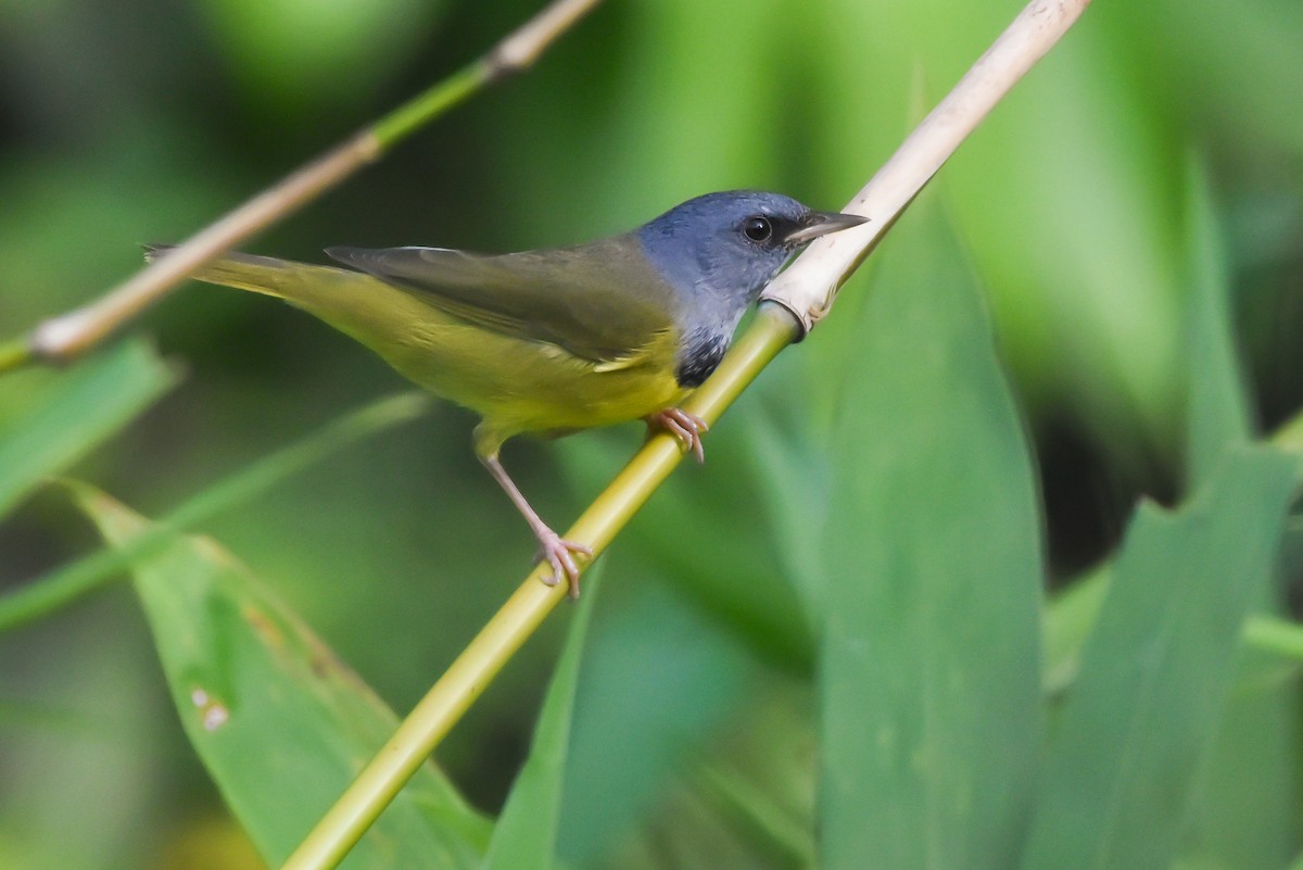 Mourning Warbler - ML626132341