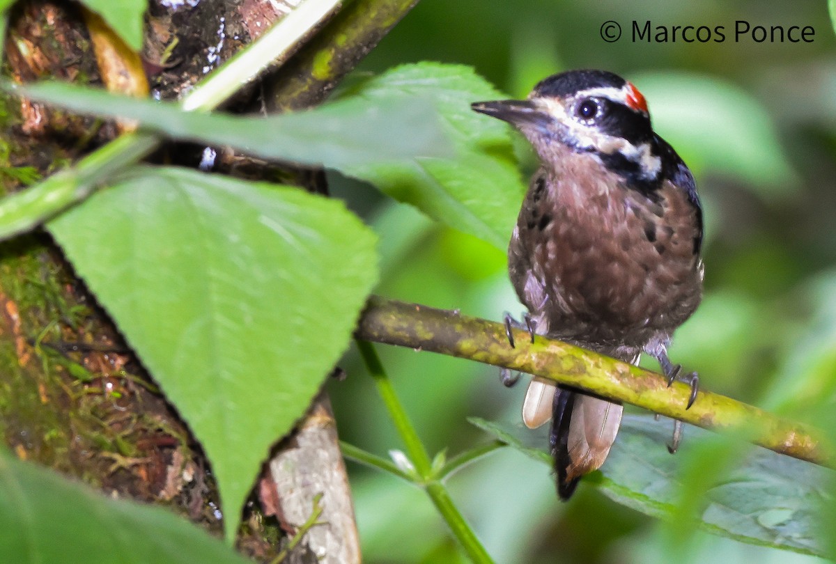 Hairy Woodpecker - ML626132389