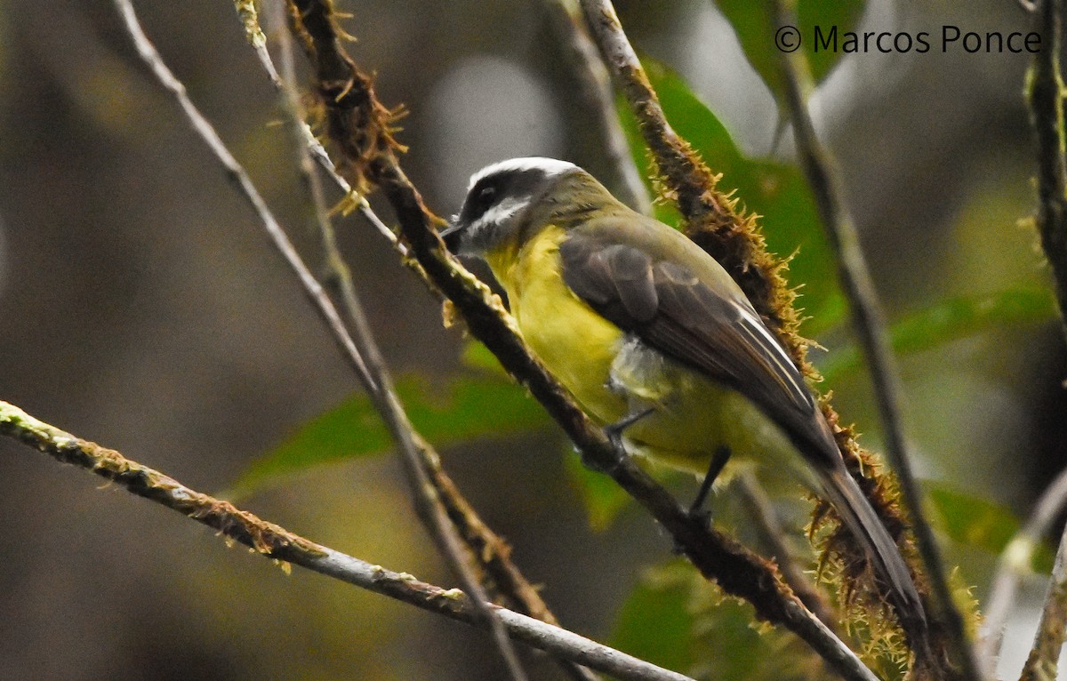 Golden-bellied Flycatcher - ML626132434
