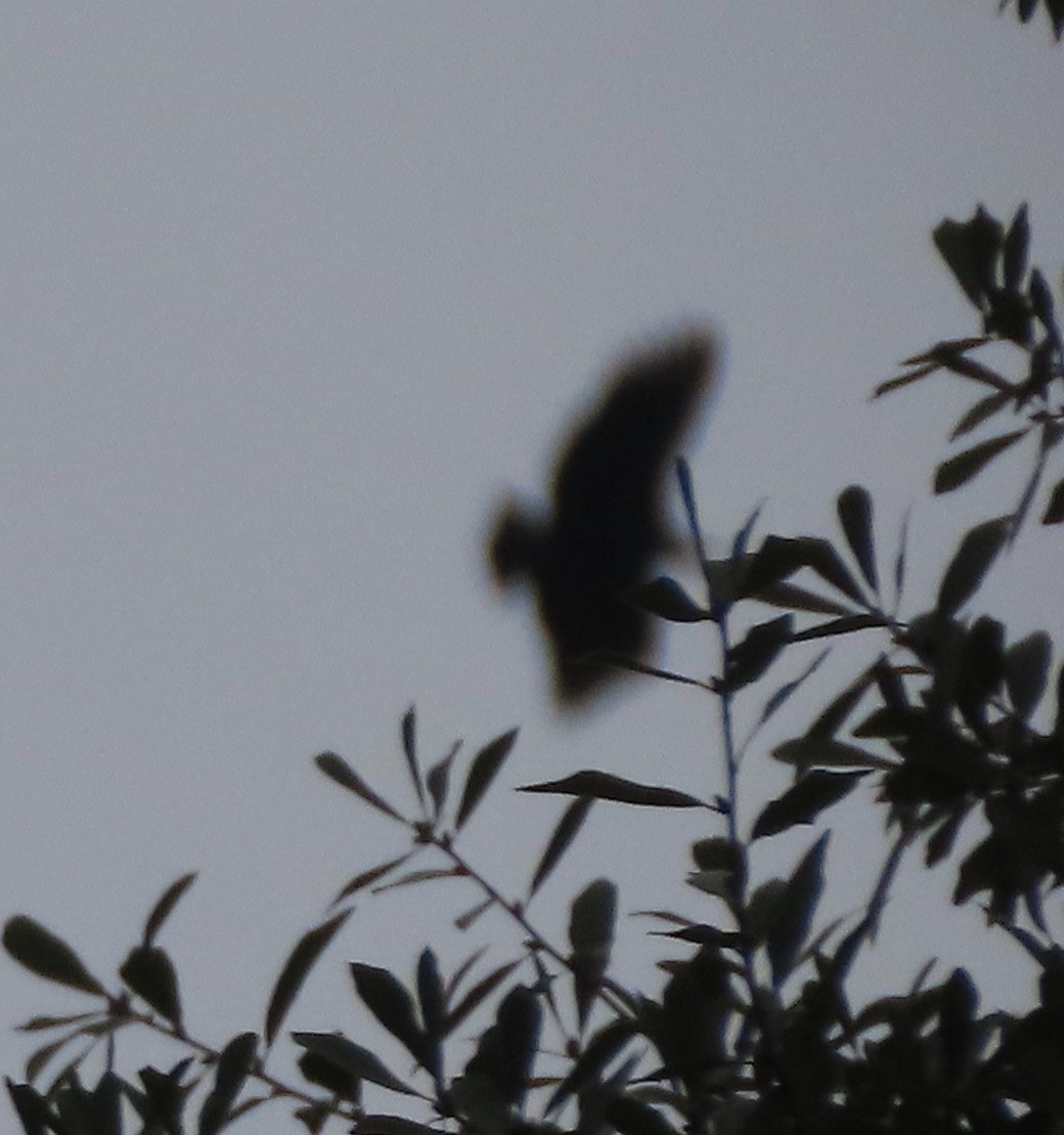 Black Vulture - ML626132445