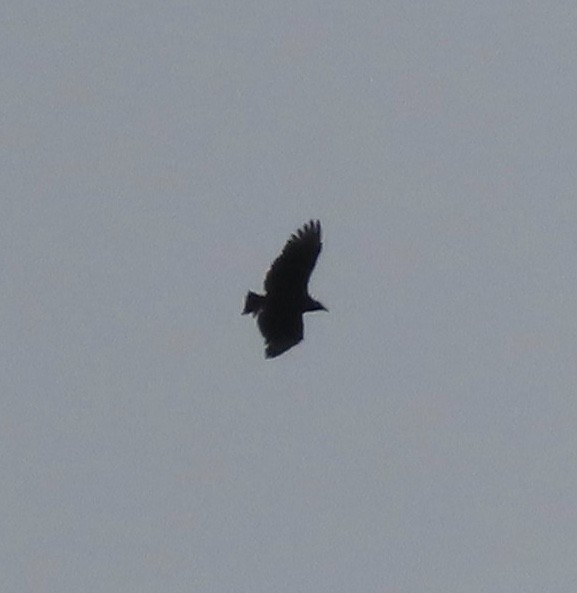 Black Vulture - ML626132446