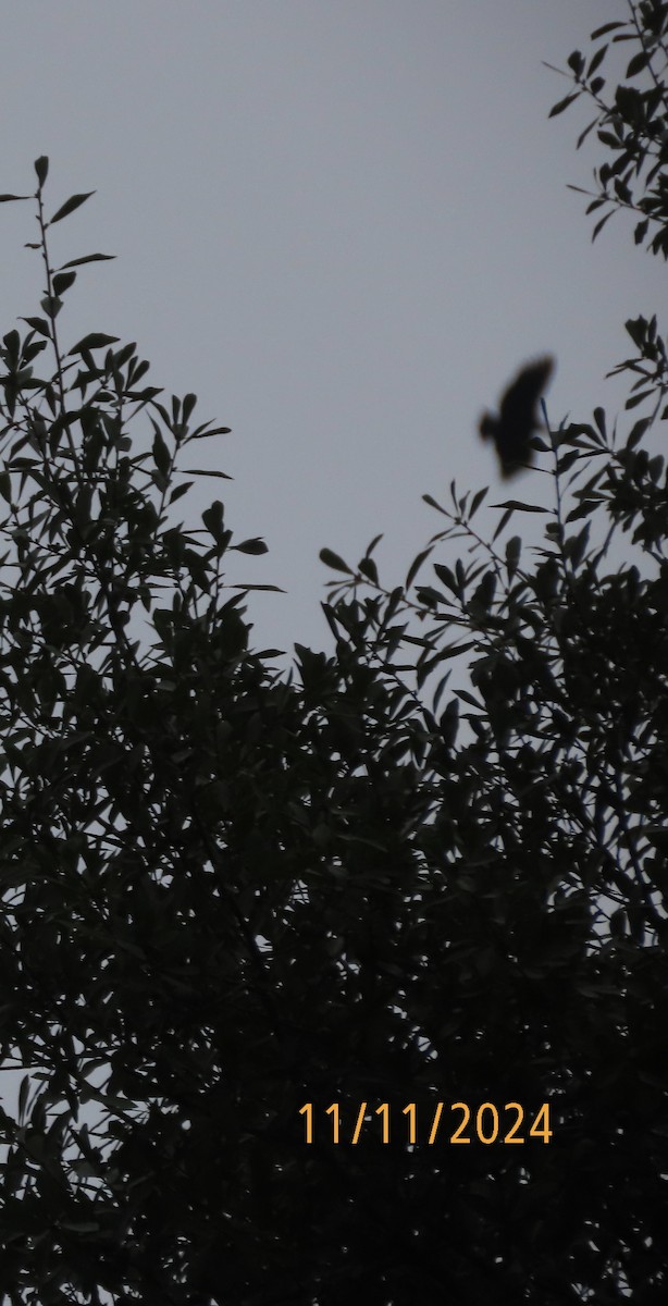 Black Vulture - ML626132447
