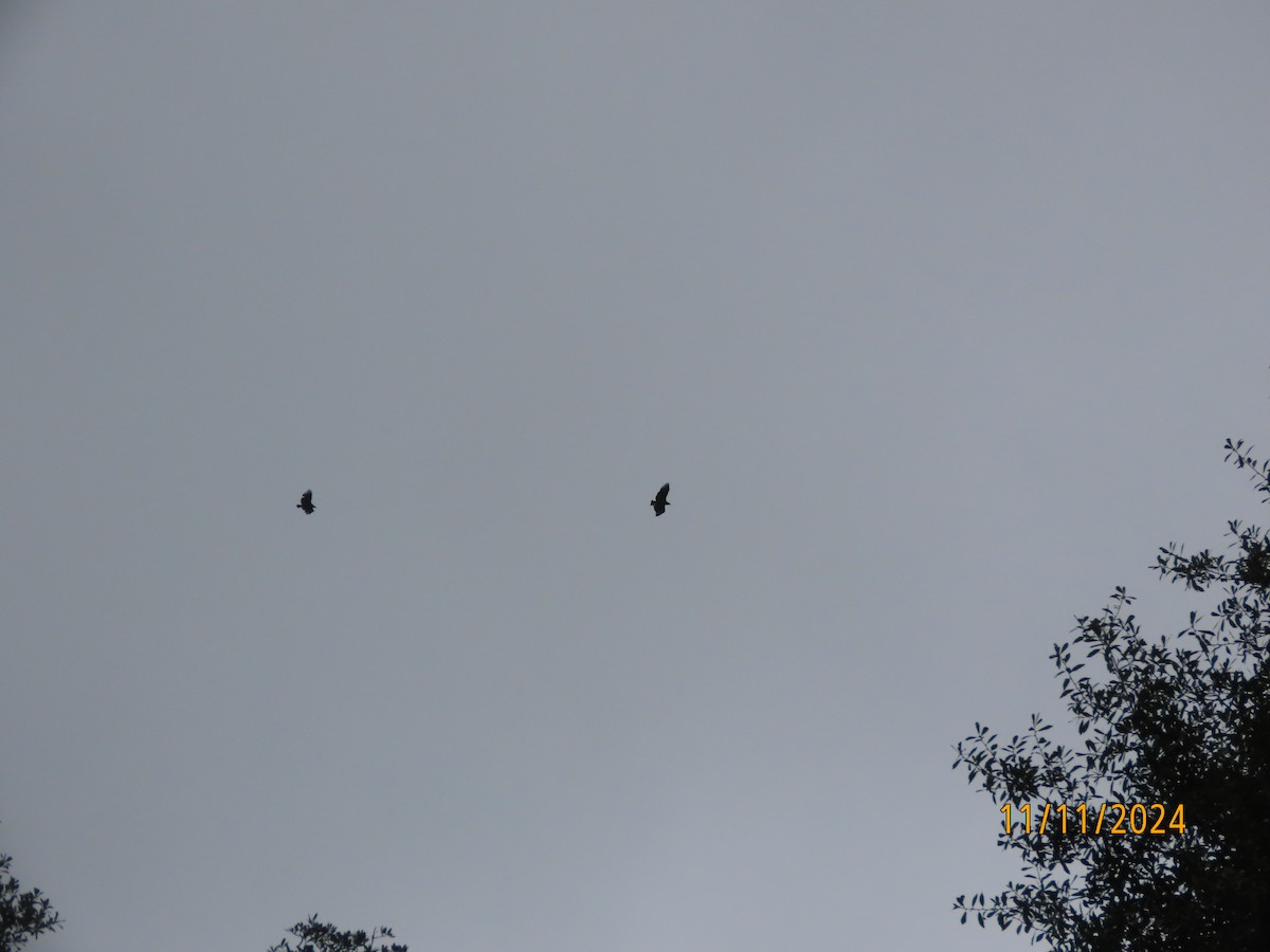 Black Vulture - ML626132449