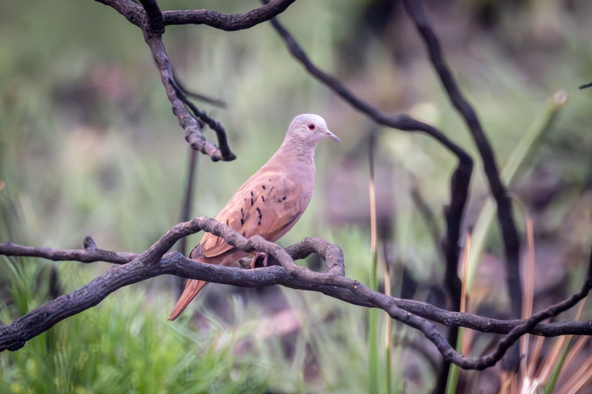 Ruddy Ground Dove - ML626132521