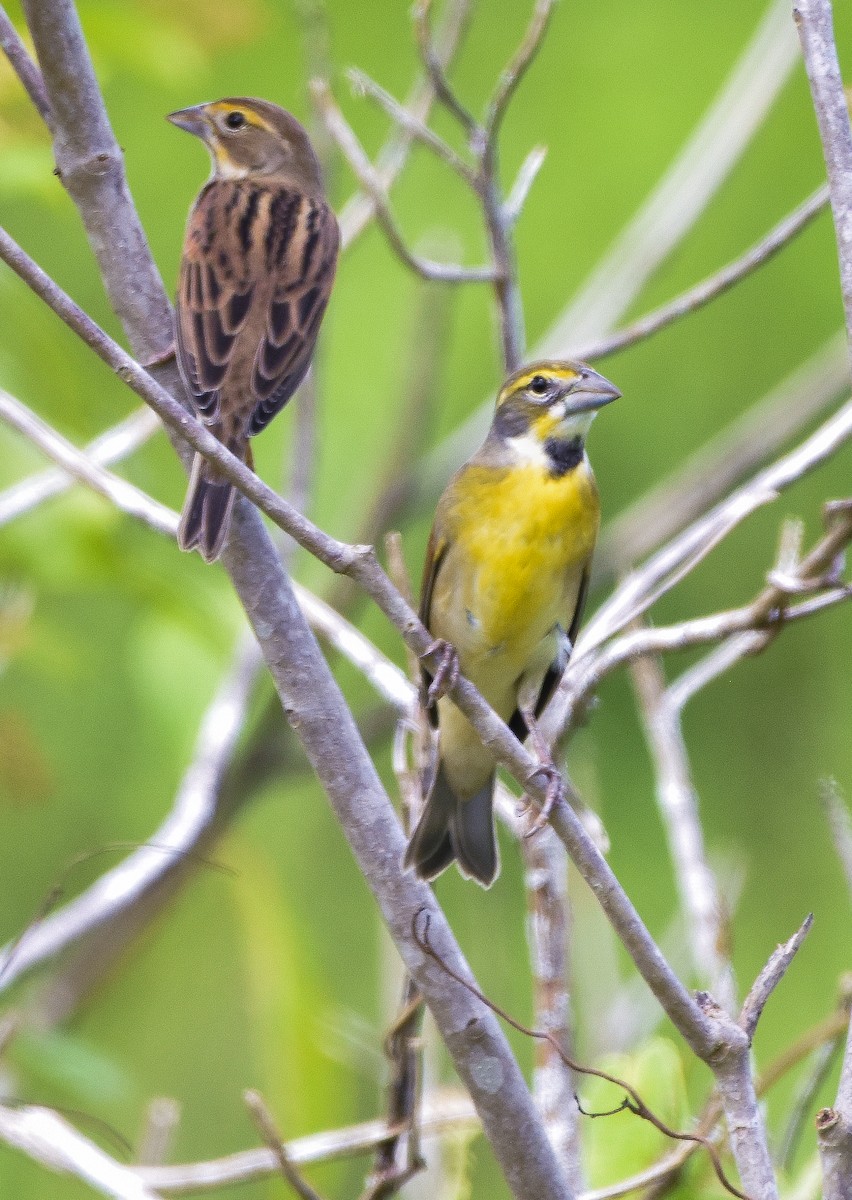 Dickcissel - ML626132532