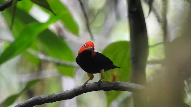 Red-capped Manakin - ML626132559