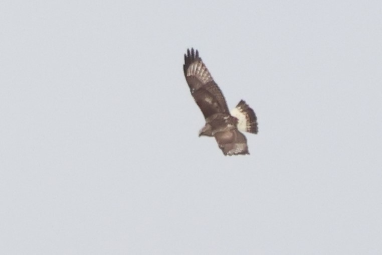 Rough-legged Hawk - ML626132740