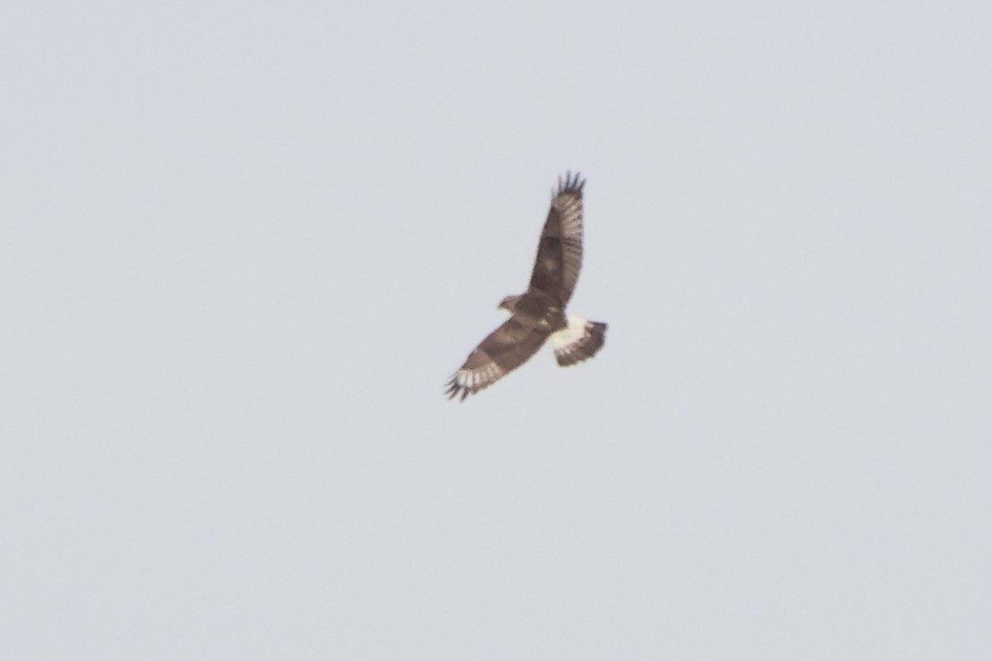 Rough-legged Hawk - ML626132741