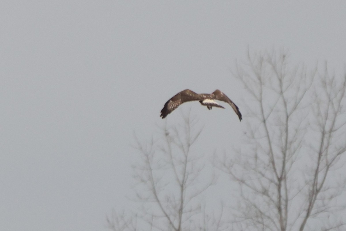 Rough-legged Hawk - ML626132742
