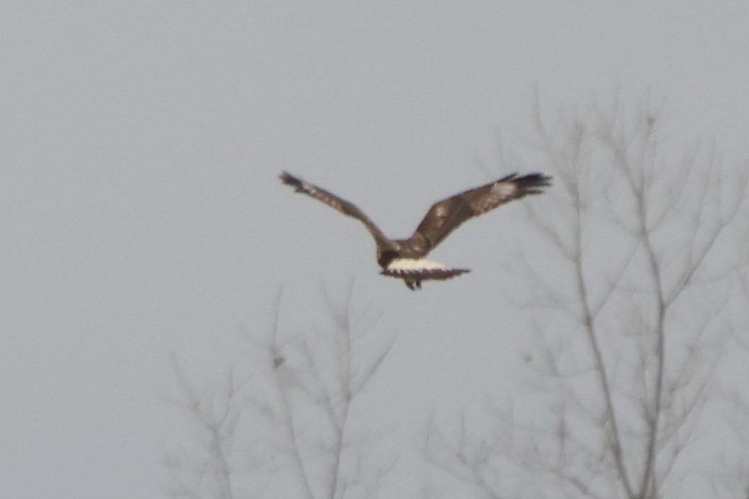 Rough-legged Hawk - ML626132743