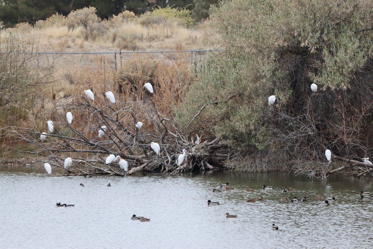 Hooded Merganser - ML626132831