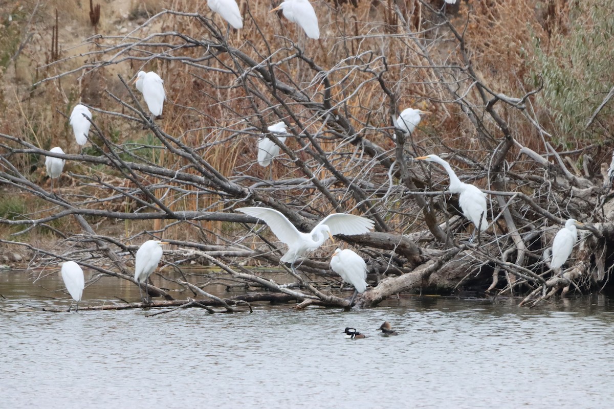 Hooded Merganser - ML626132832