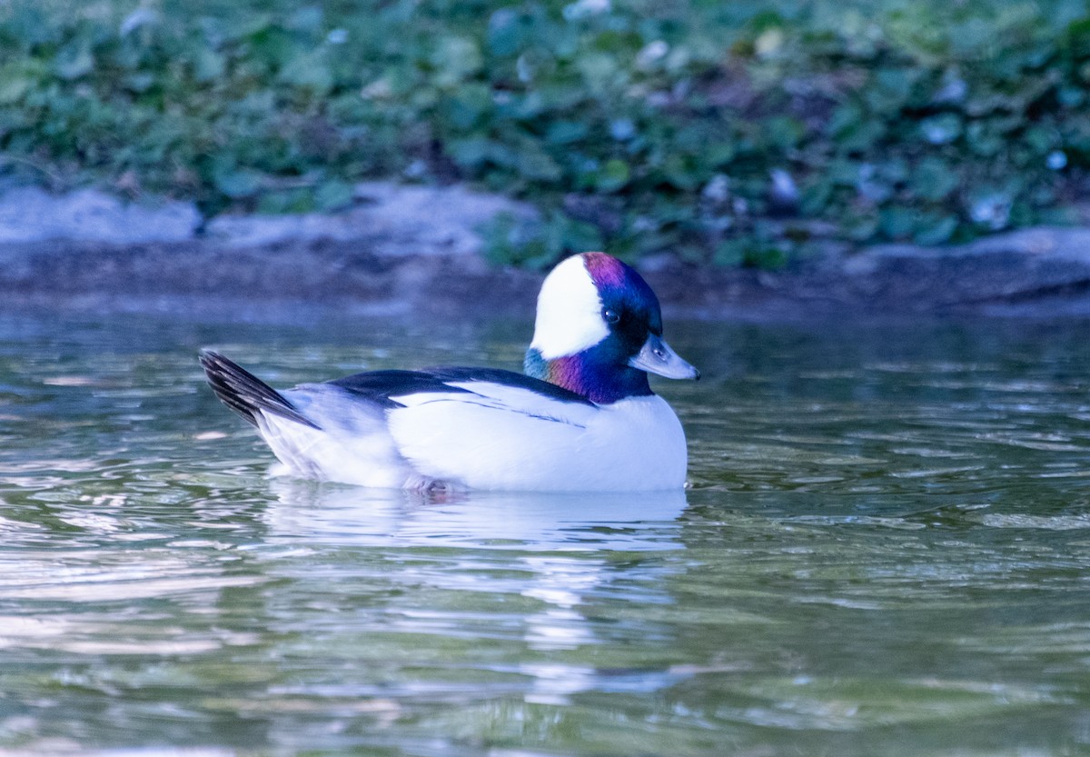 Bufflehead - ML626132915