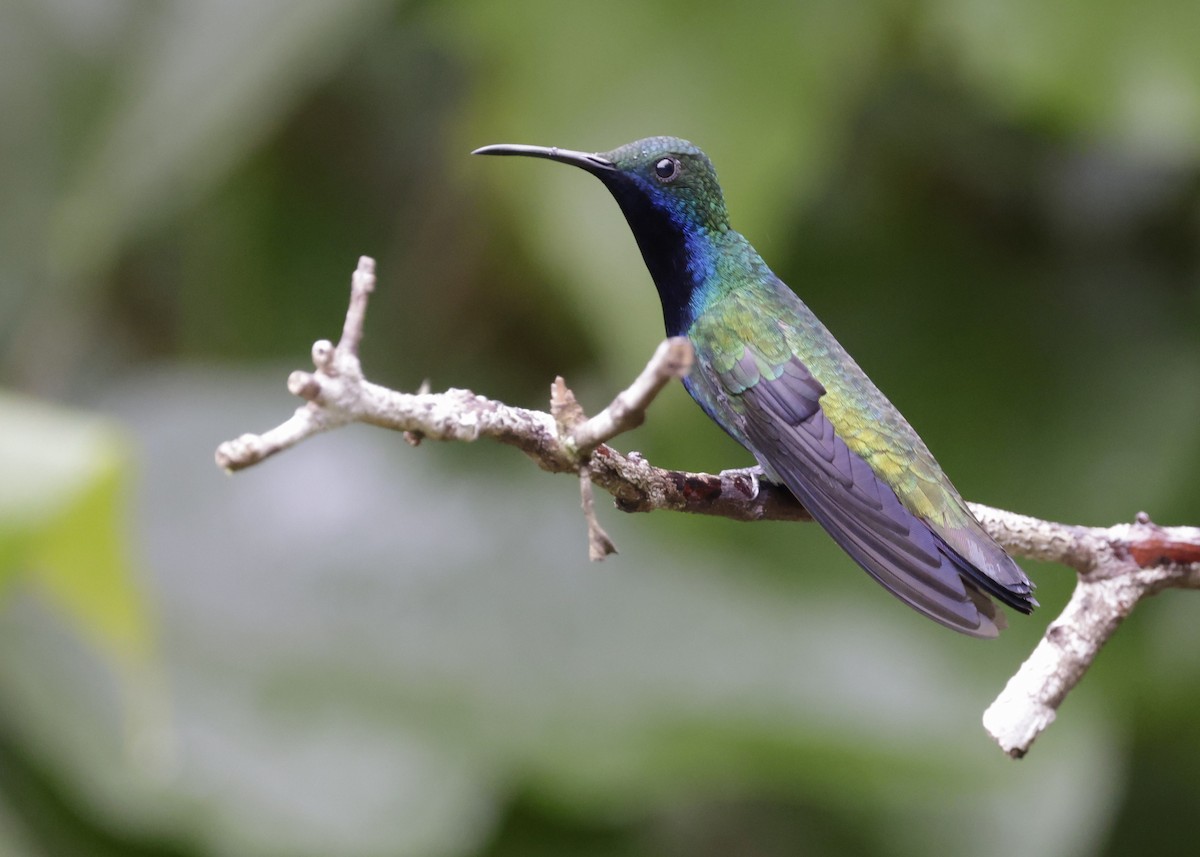 Black-throated Mango - ML626132949