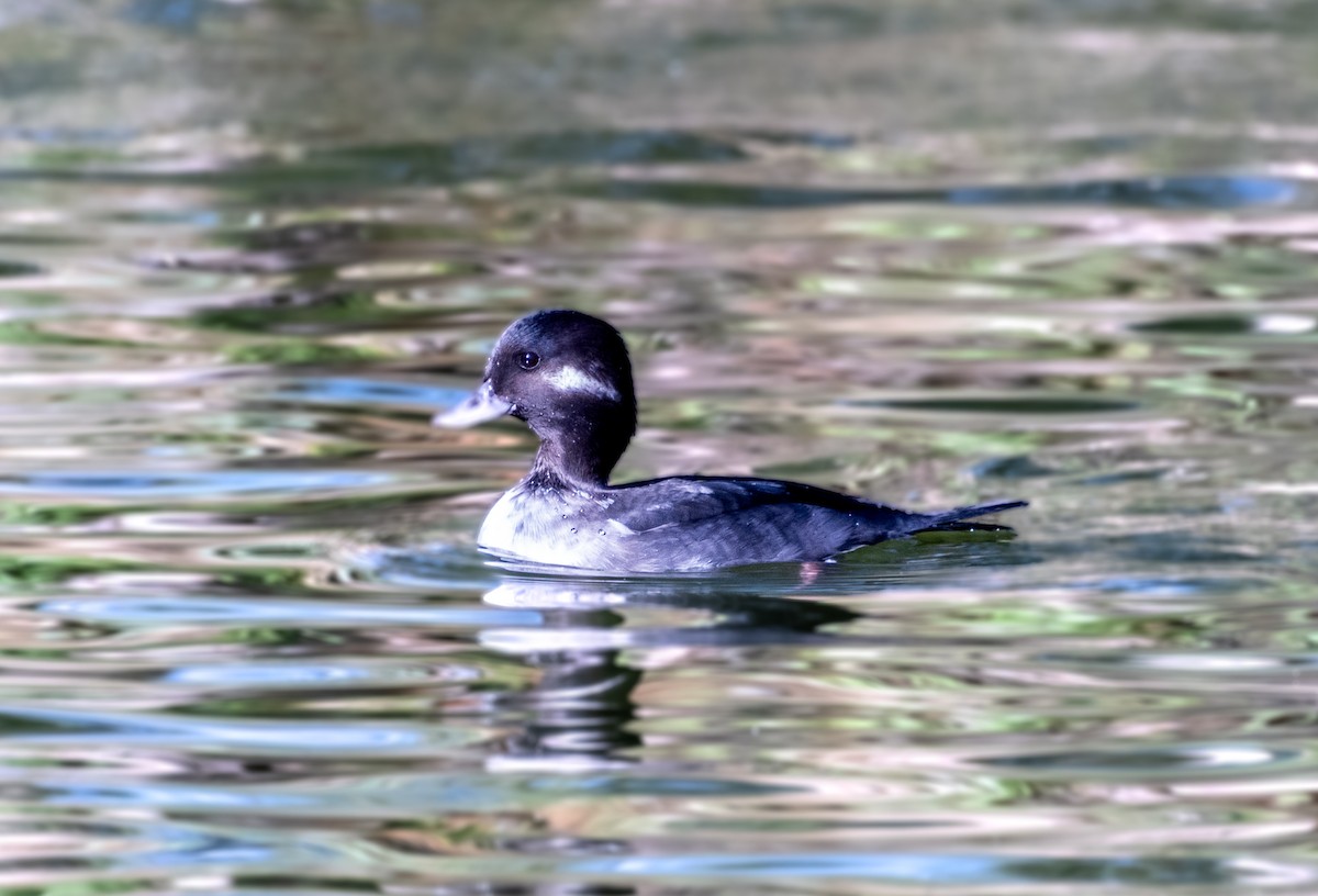 Bufflehead - ML626132951