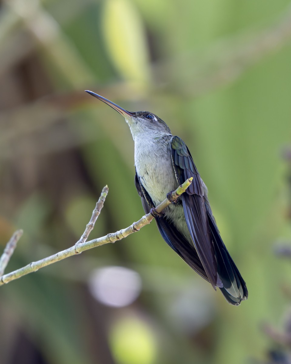 Gray-breasted Sabrewing (obscurus) - ML626133256